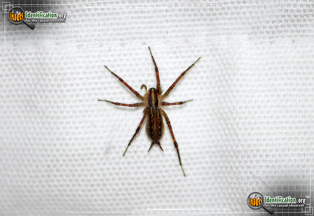 Full-sized image #10 of the Grass-Spider
