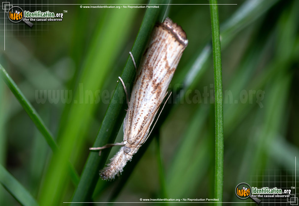 Full-sized image #2 of the Grass-Veneer-Moth-Agriphila