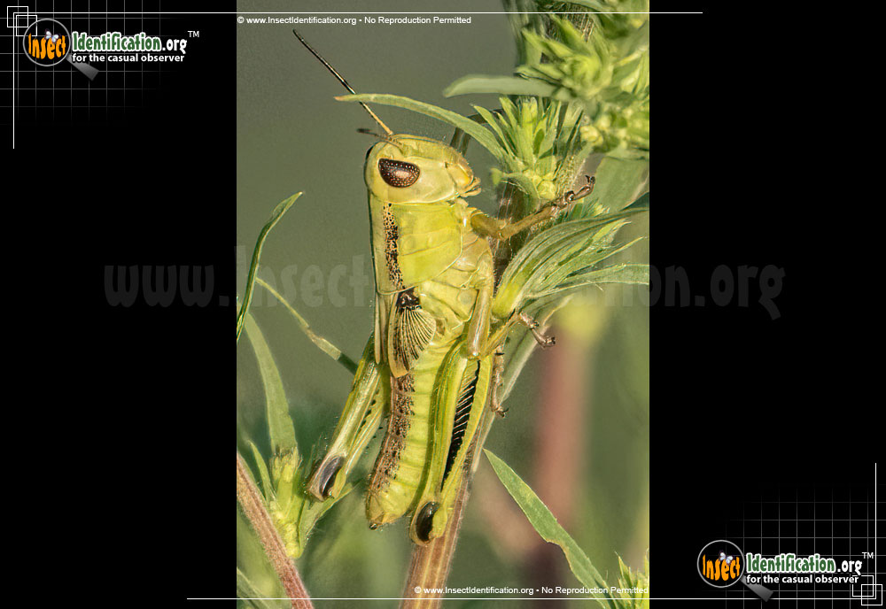 Full-sized image of the Grasshopper-Nymph-Melanoplus