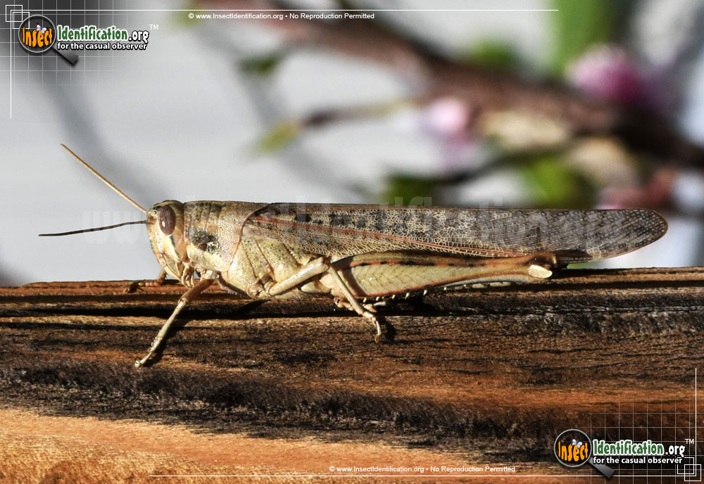 Full-sized image #9 of the Gray-Bird-Grasshopper
