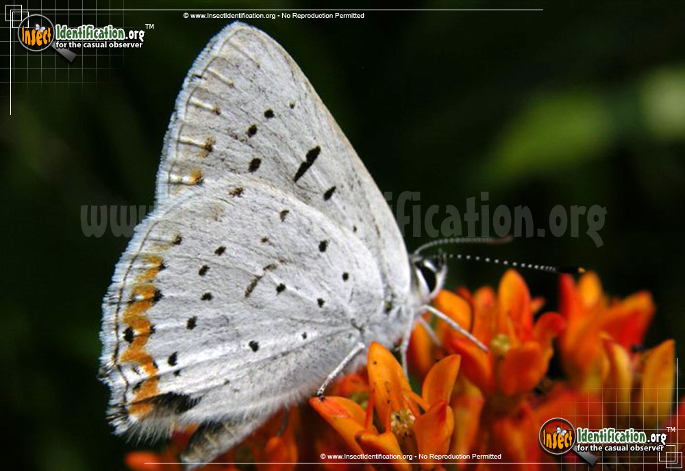 Full-sized image #2 of the Gray-Copper-Butterfly