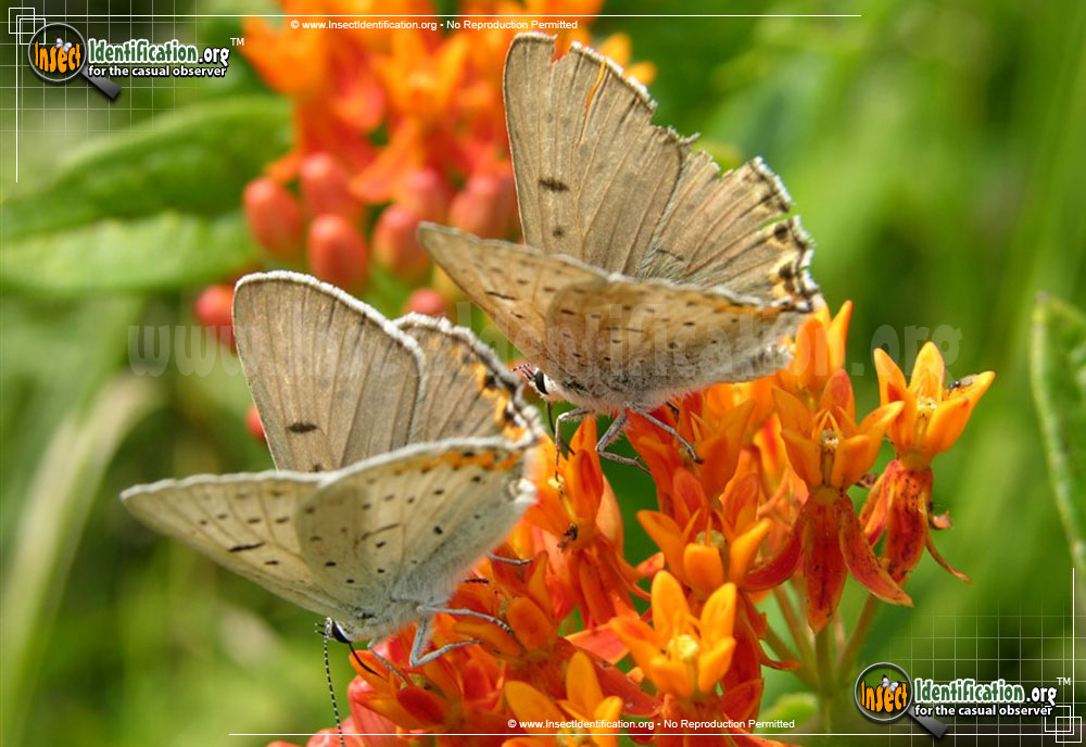 Full-sized image #4 of the Gray-Copper-Butterfly