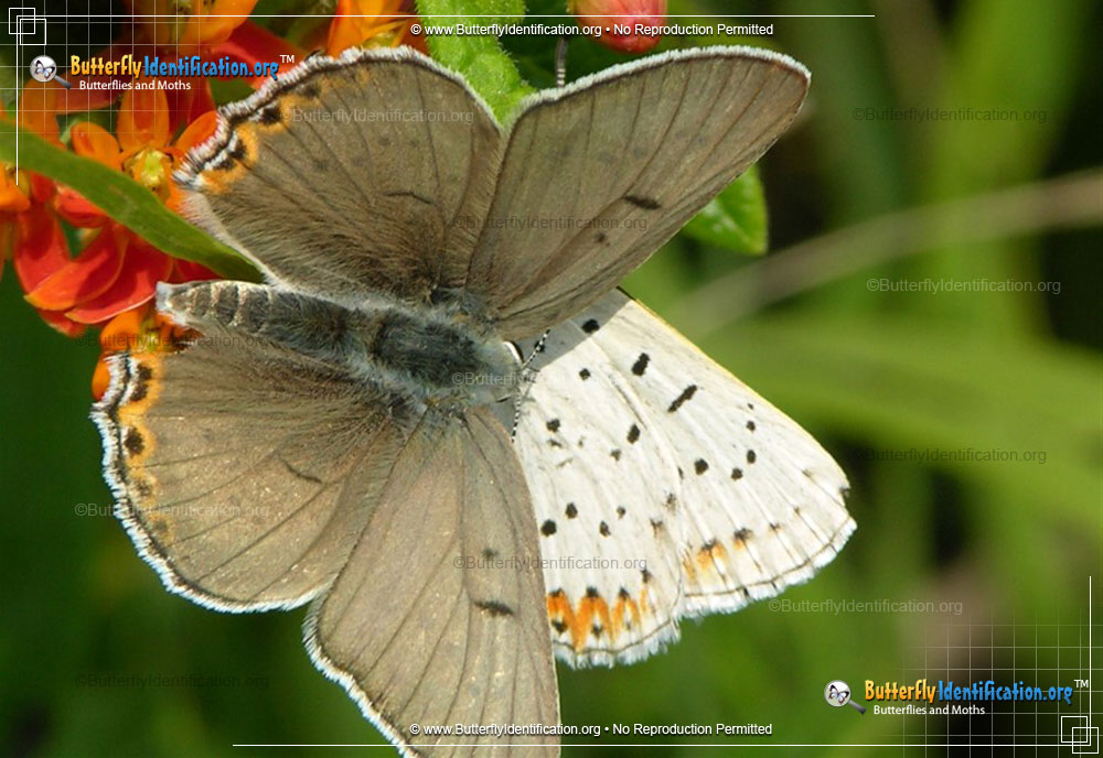 Full-sized image of the Gray-Copper-Butterfly