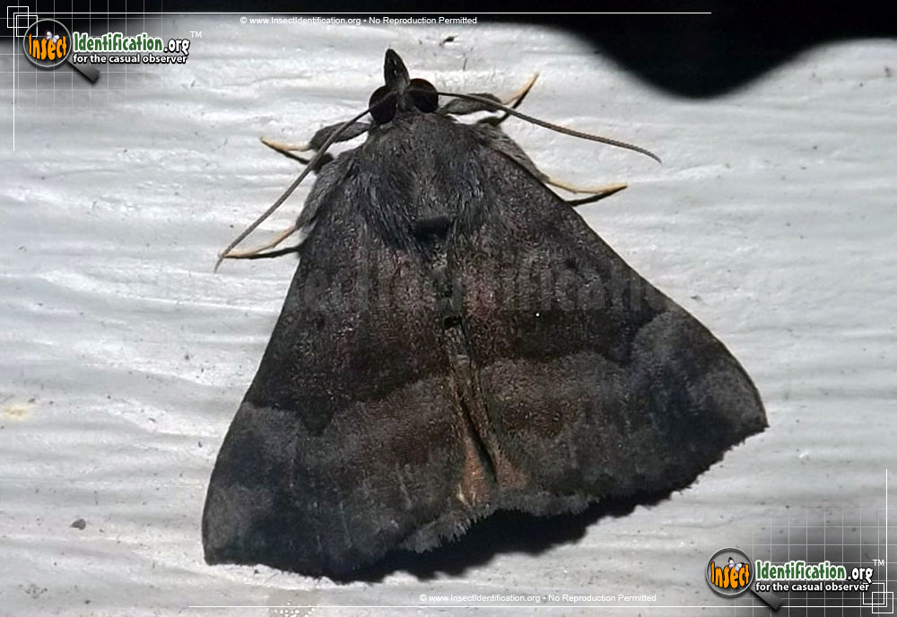 Full-sized image of the Gray-Edged-Hypena-Moth