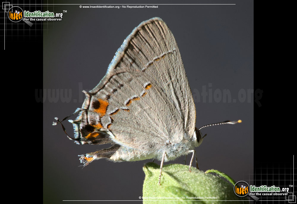 Full-sized image #2 of the Gray-Hairstreak-Butterfly