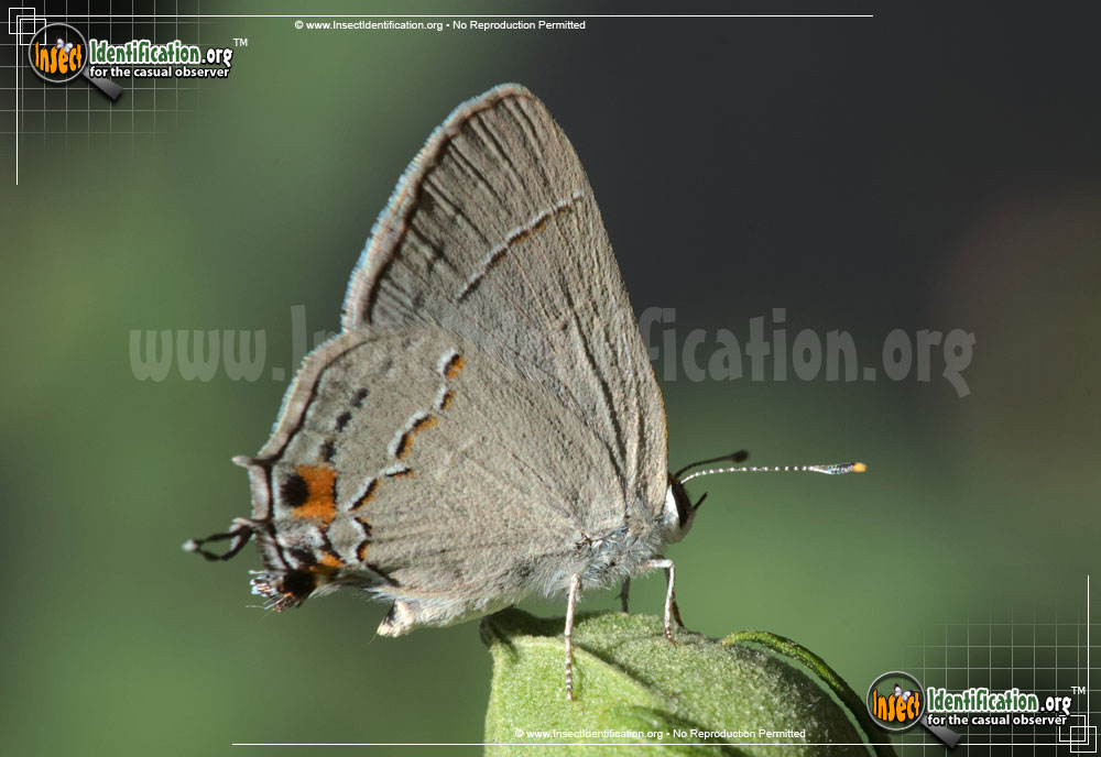 Full-sized image of the Gray-Hairstreak-Butterfly
