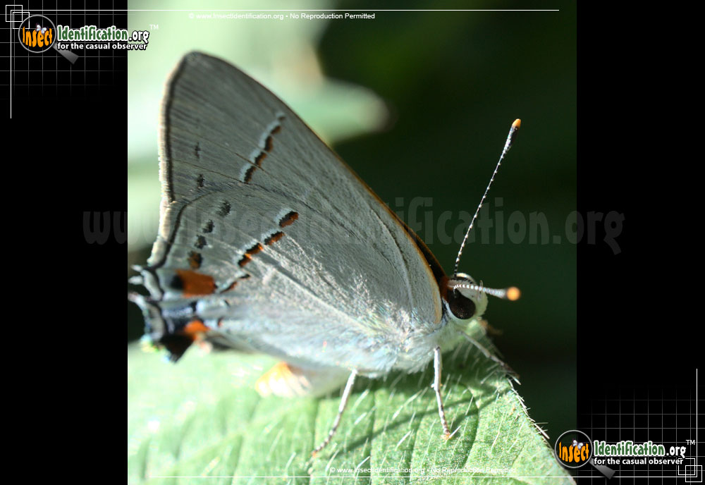 Full-sized image of the Gray-Ministreak-Butterfly