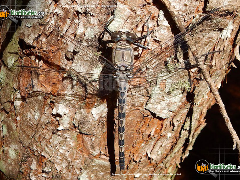 Full-sized image of the Gray-Petaltail-Dragonfly
