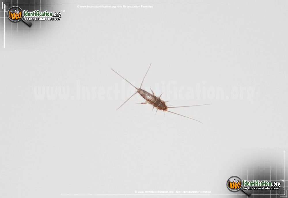 Full-sized image of the Gray-Silverfish