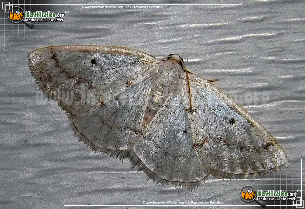 Full-sized image of the Gray-Spring-Moth