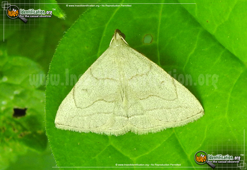 Full-sized image of the Grayish-Zanclognatha-Moth