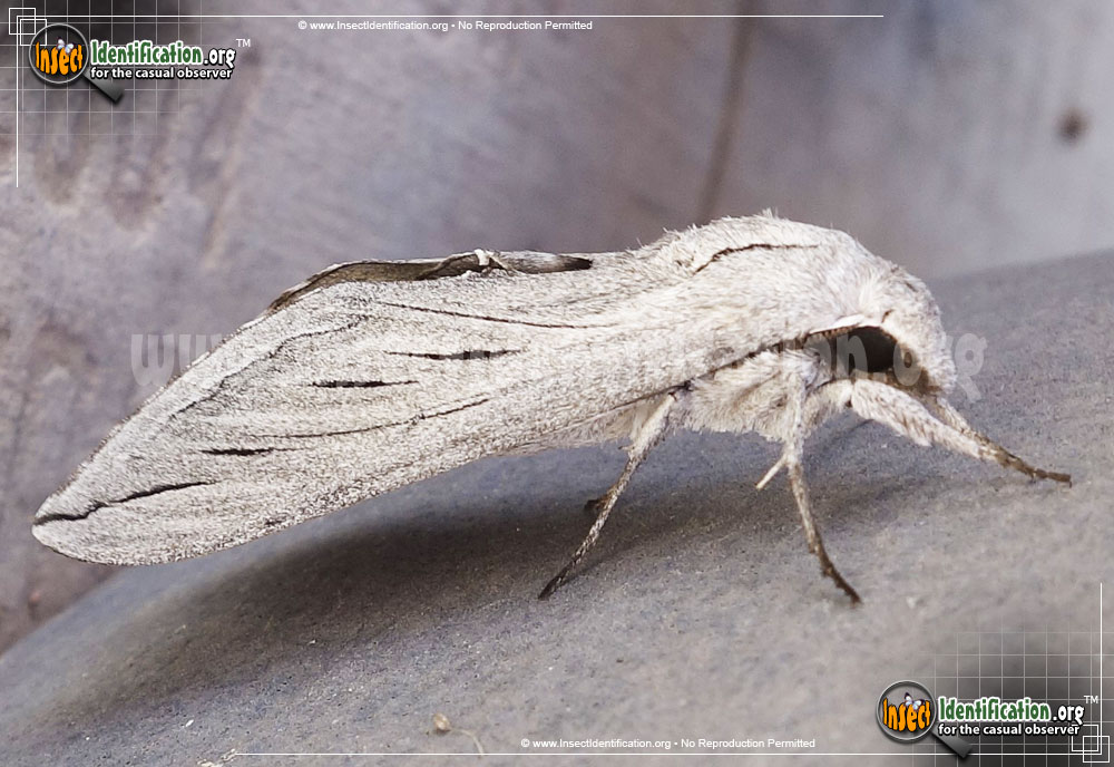 Full-sized image of the Great-Ash-Sphinx-Moth