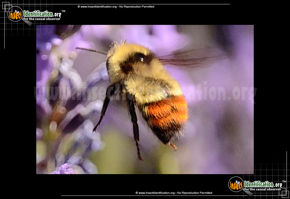 Full-sized image of the Great-Basin-Bumble-Bee