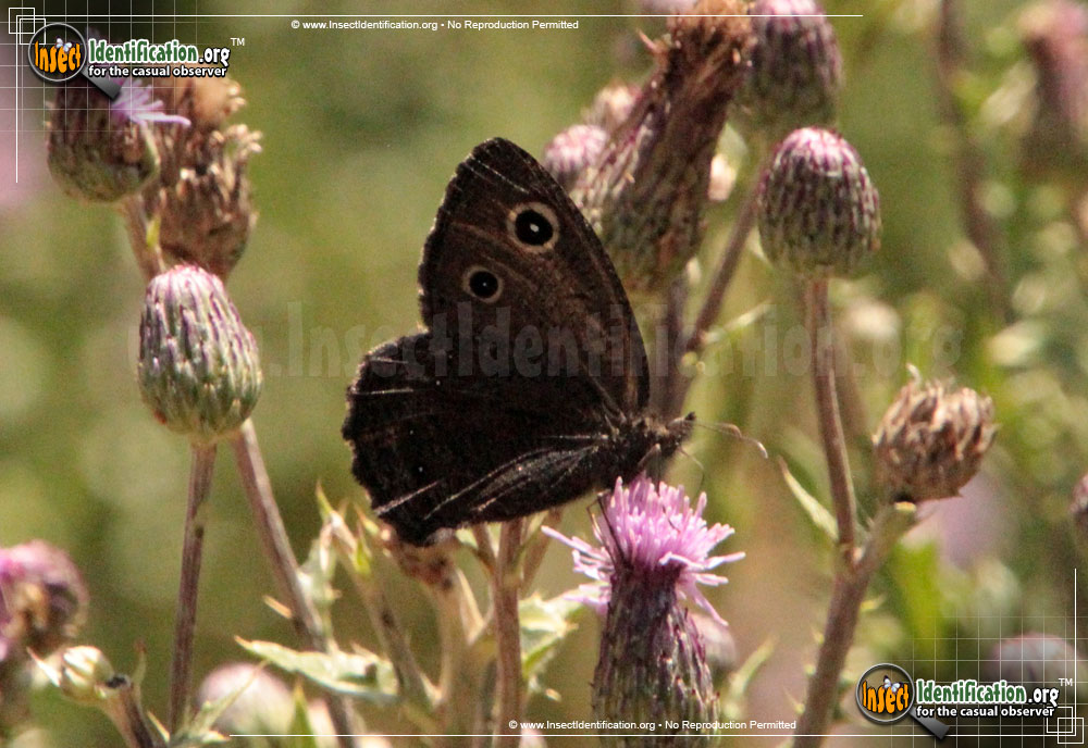 Full-sized image of the great-basin-wood-nymph-butterfly