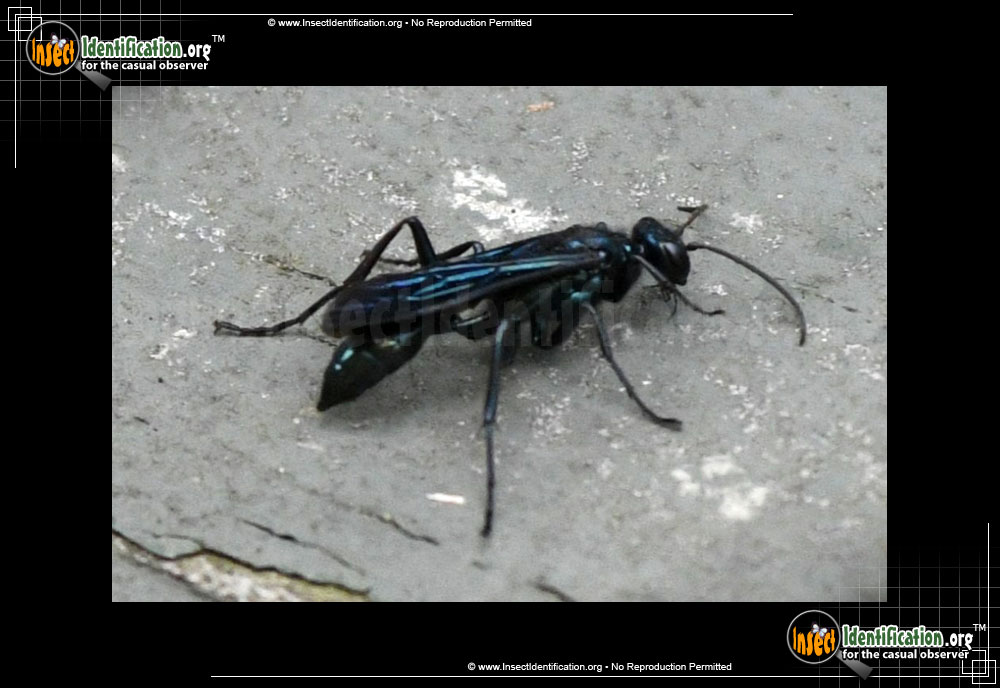 Full-sized image #2 of the Great-Black-Wasp