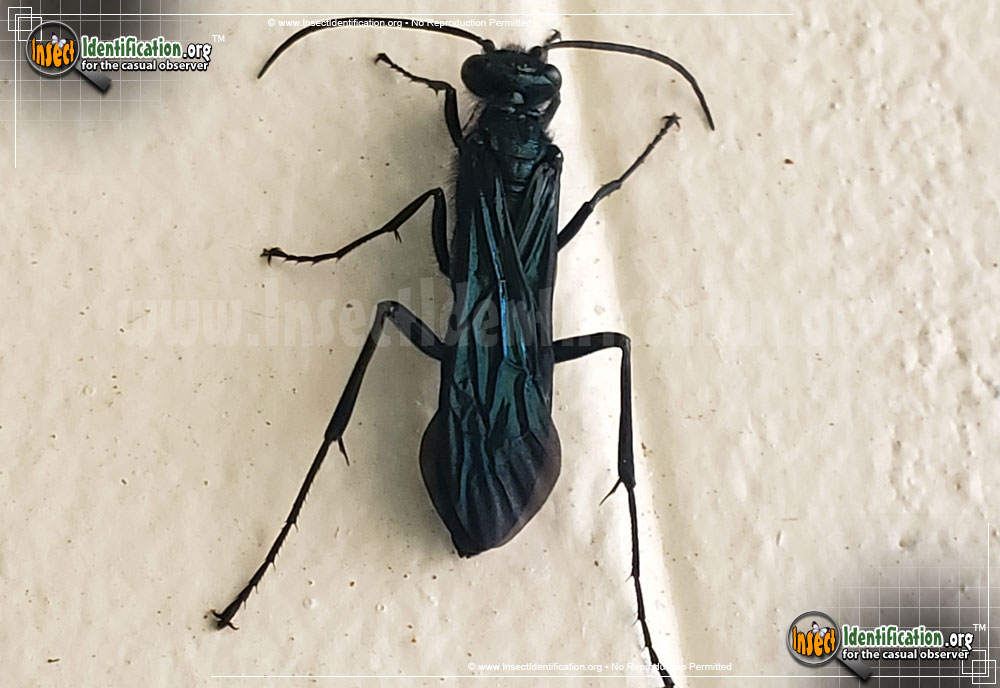 Full-sized image #3 of the Great-Black-Wasp