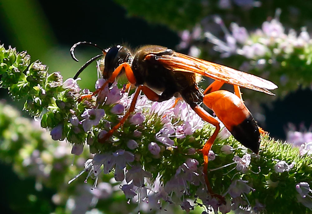 Full-sized image #2 of the Great-Golden-Digger-Wasp