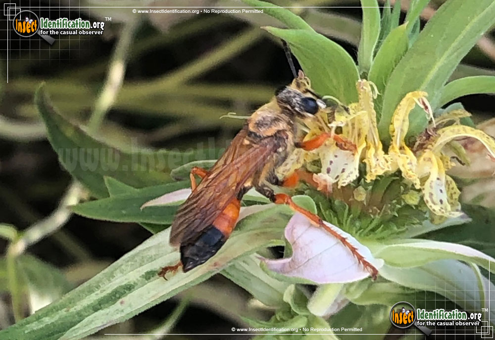 Full-sized image #6 of the Great-Golden-Digger-Wasp