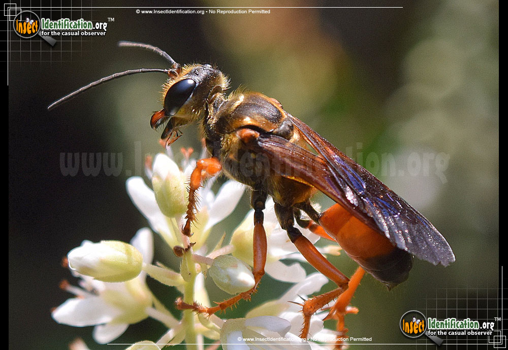 Full-sized image #7 of the Great-Golden-Digger-Wasp