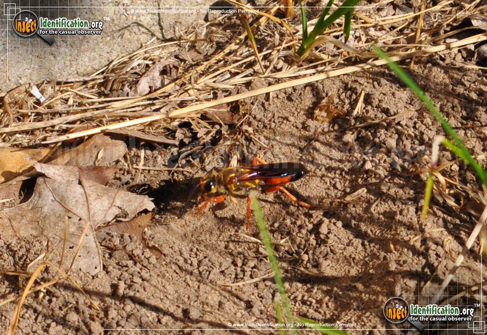 Full-sized image #4 of the Great-Golden-Digger-Wasp