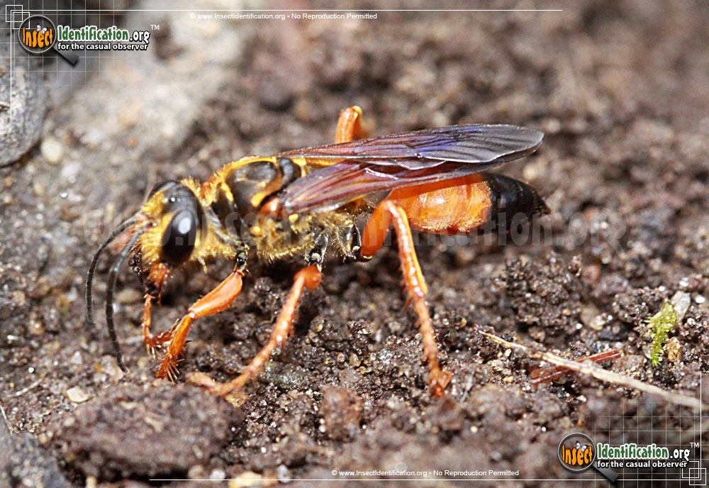 Full-sized image of the Great-Golden-Digger-Wasp