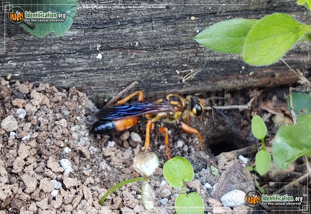 Full-sized image #9 of the Great-Golden-Digger-Wasp