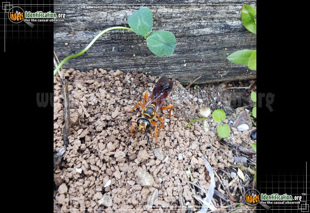 Full-sized image #8 of the Great-Golden-Digger-Wasp