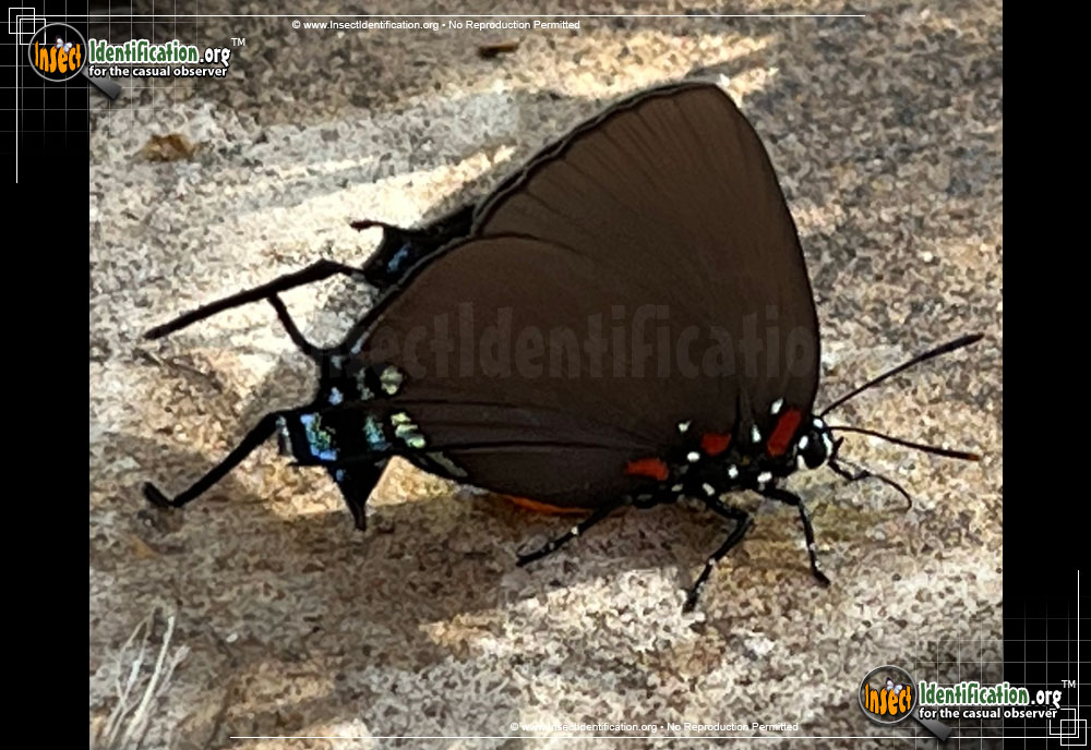 Full-sized image of the Great-Purple-Hairstreak-Butterfly