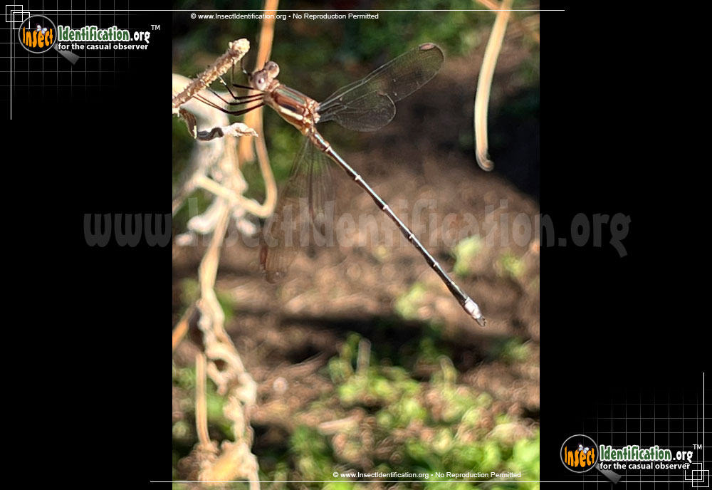 Full-sized image #4 of the Great-Spreadwing-Damselfly