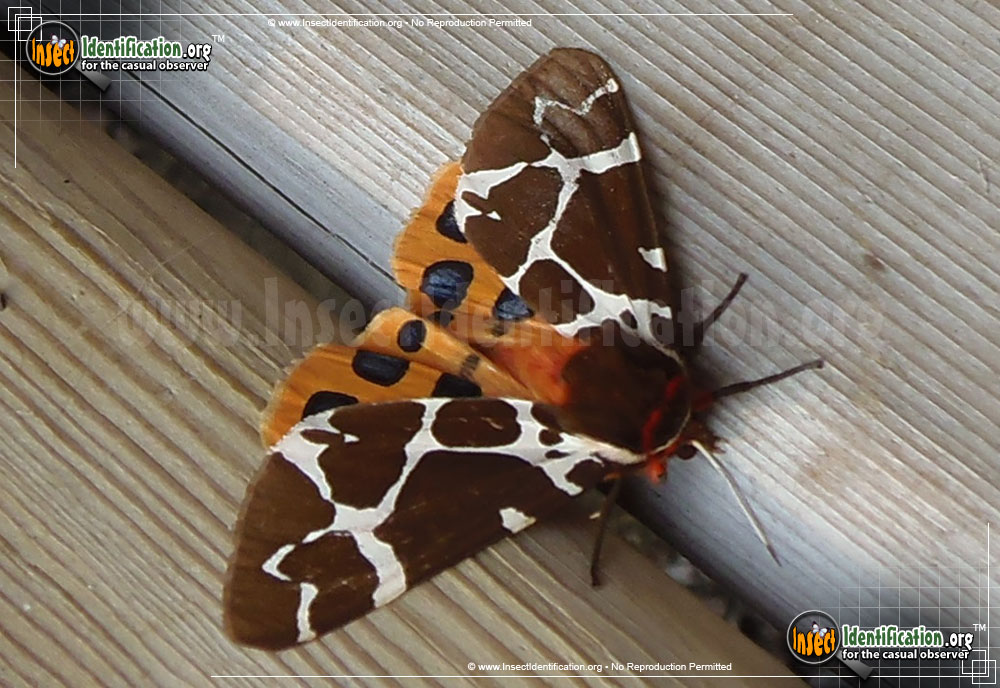 Full-sized image of the Great-Tiger-Moth