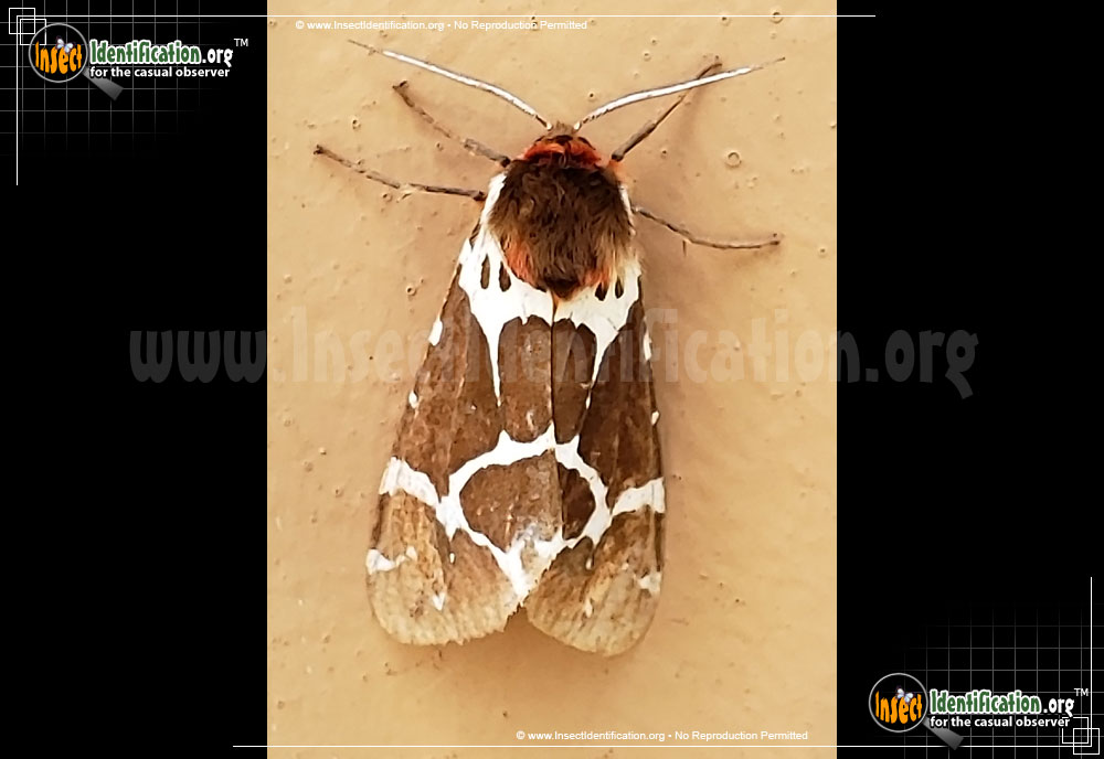 Full-sized image #2 of the Great-Tiger-Moth