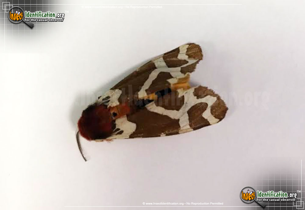 Full-sized image #4 of the Great-Tiger-Moth