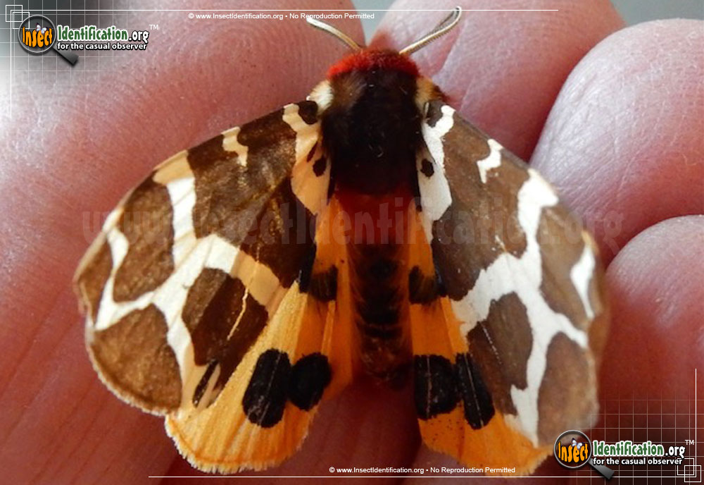 Full-sized image #7 of the Great-Tiger-Moth