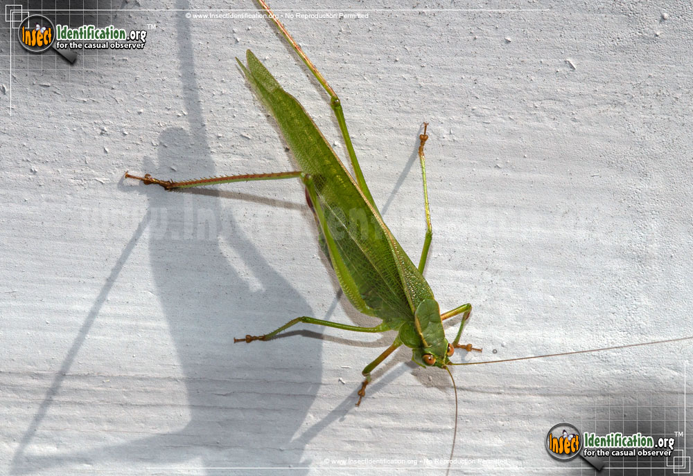 Full-sized image #2 of the Greater-Angle-Wing-Katydid