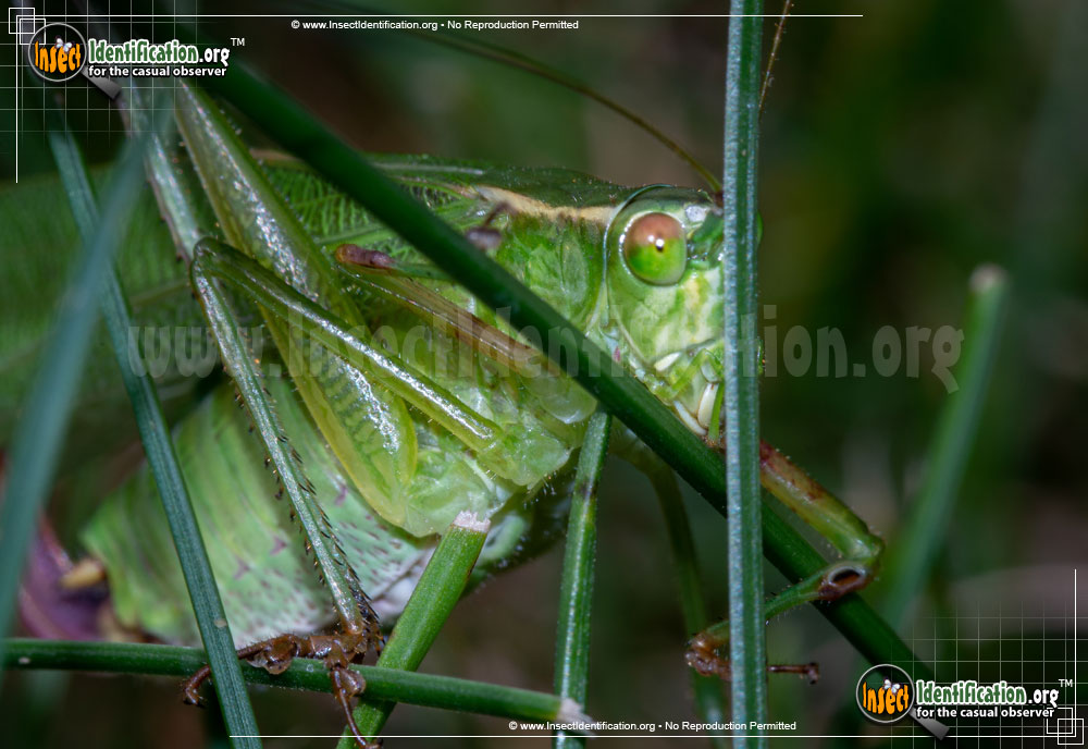 Full-sized image #3 of the Greater-Angle-Wing-Katydid