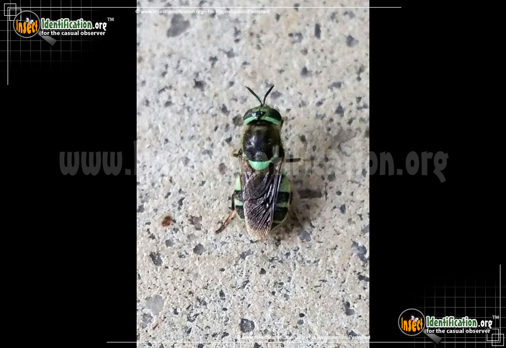 Full-sized image of the Green-and-Black-Soldier-Fly