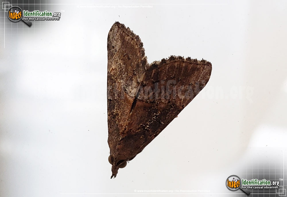 Full-sized image #4 of the Green-Cloverworm-Moth
