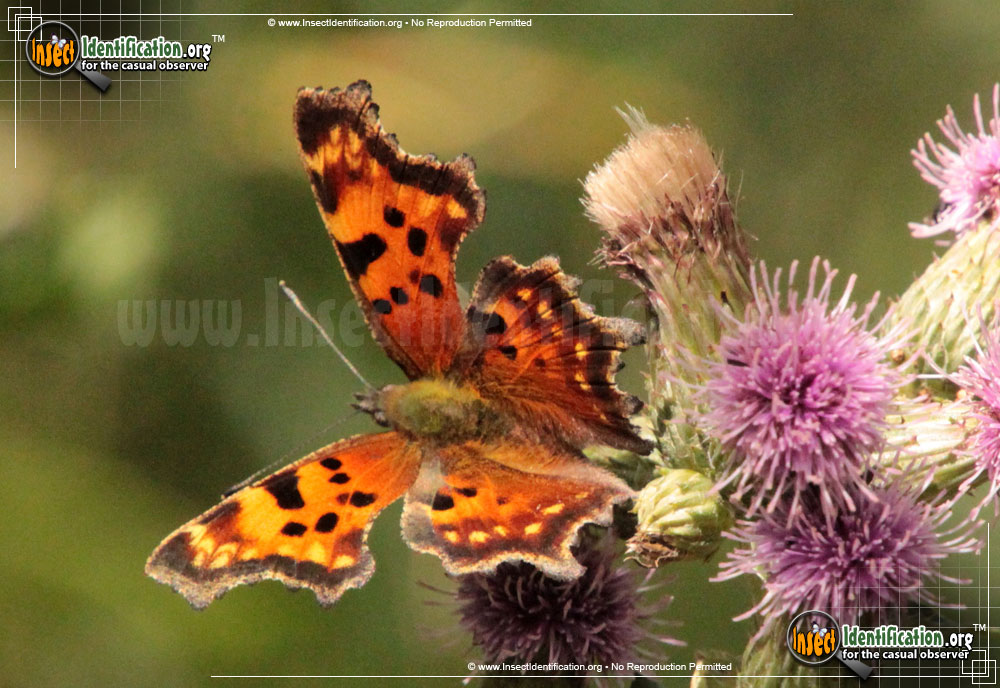 Full-sized image of the Green-Comma-Butterfly
