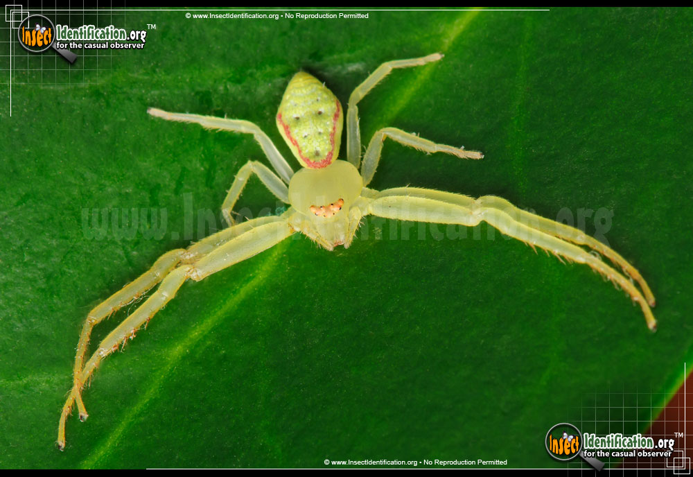 Full-sized image of the Green-Crab-Spider