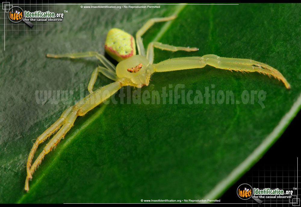 Full-sized image #4 of the Green-Crab-Spider