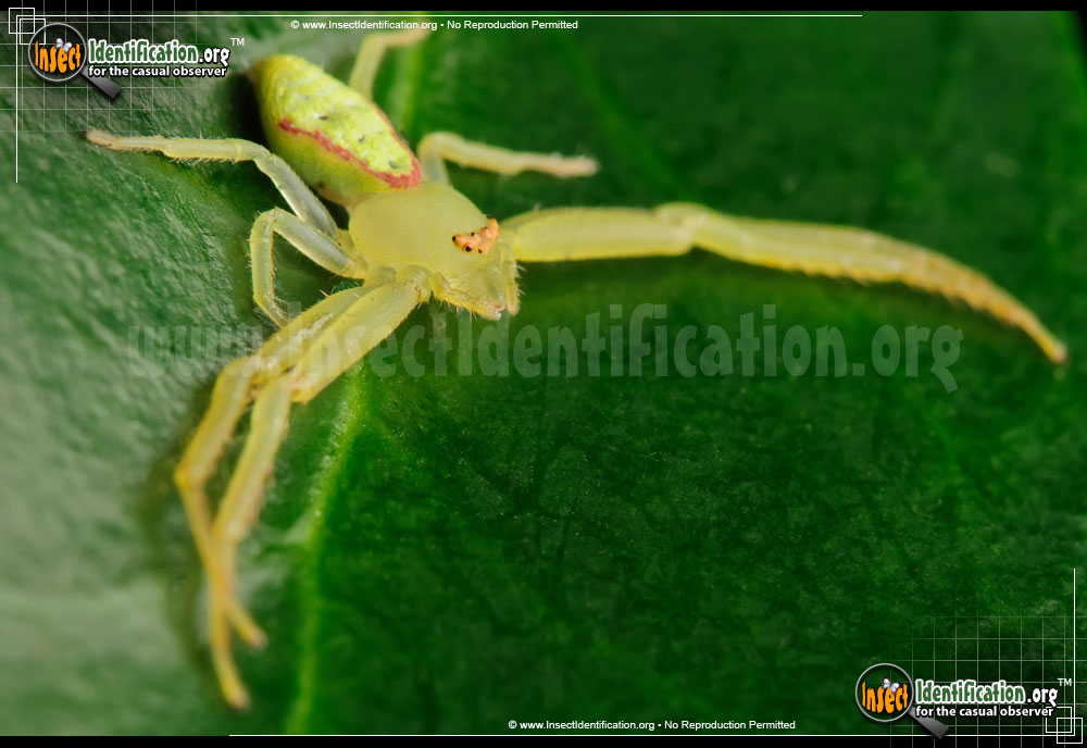 Full-sized image #5 of the Green-Crab-Spider