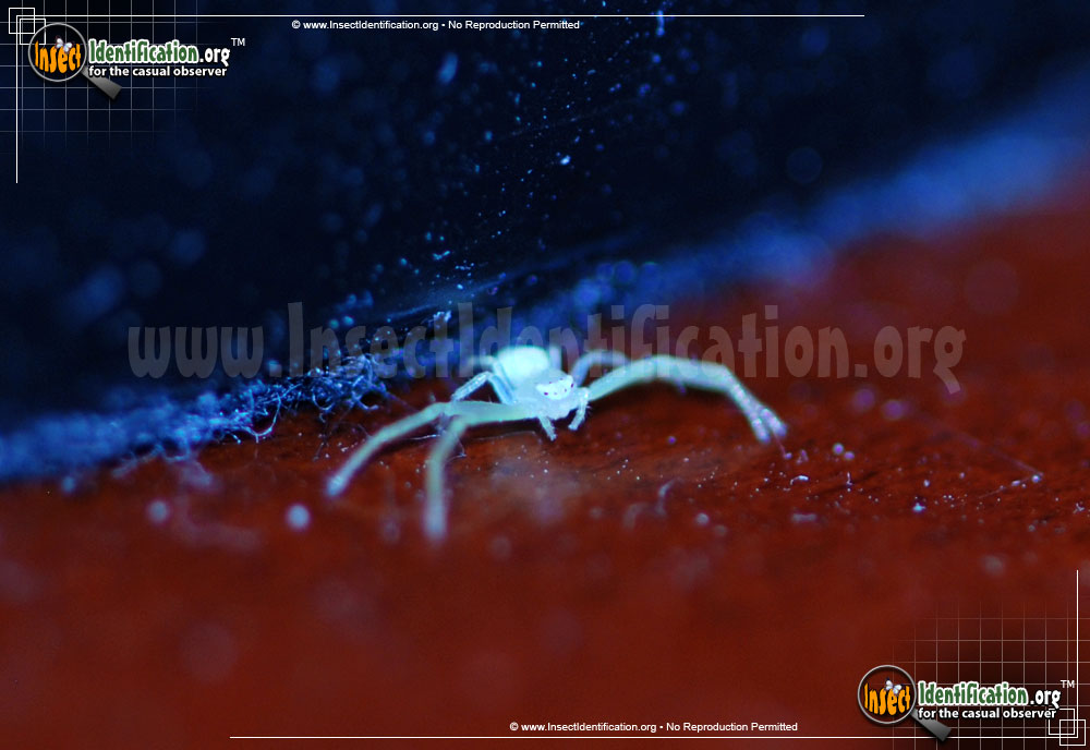 Full-sized image #7 of the Green-Crab-Spider