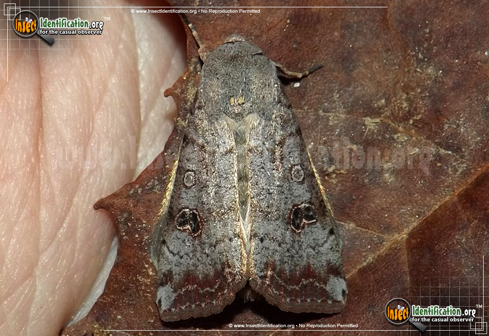 Full-sized image of the Green-Cutworm-Moth