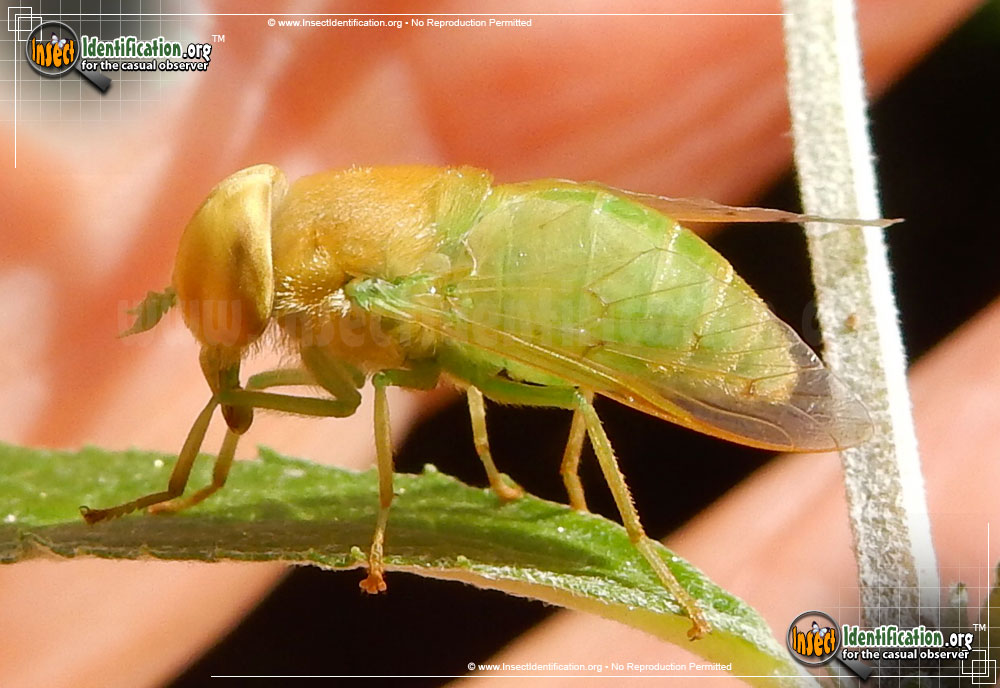 Full-sized image of the Green-Horse-Fly