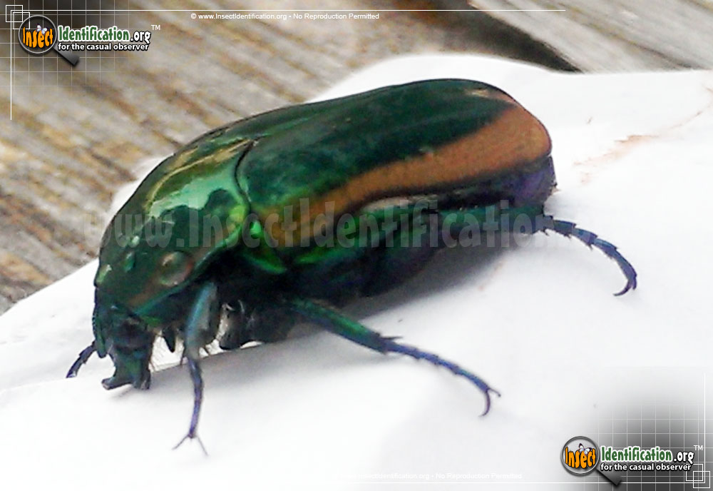 Full-sized image #12 of the Green-June-Beetle