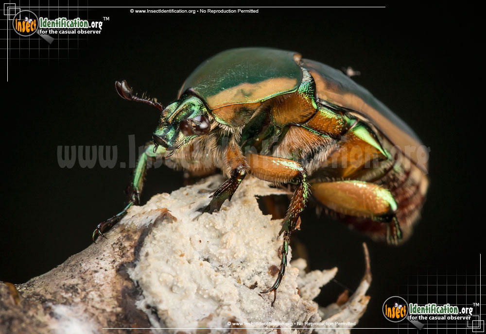 Full-sized image #7 of the Green-June-Beetle