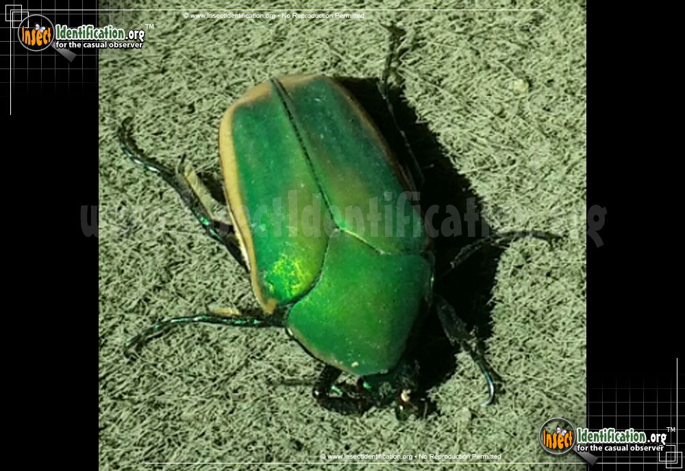 Full-sized image #6 of the Green-June-Beetle