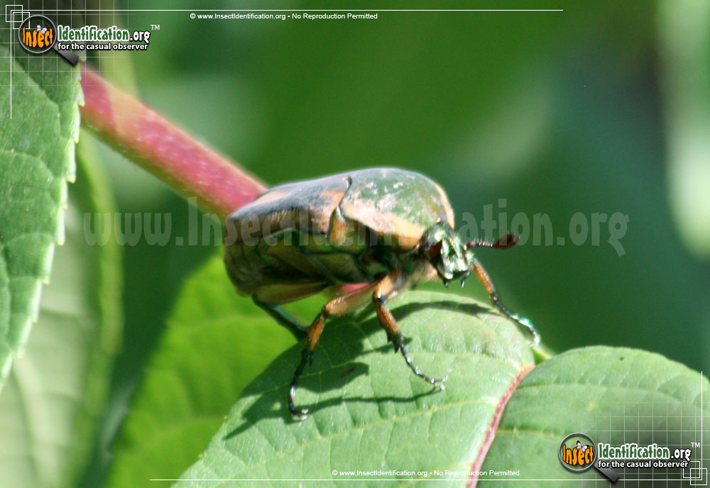 Full-sized image #9 of the Green-June-Beetle