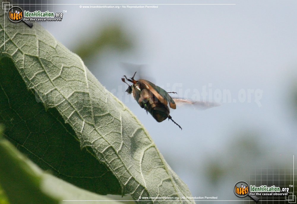 Full-sized image #10 of the Green-June-Beetle