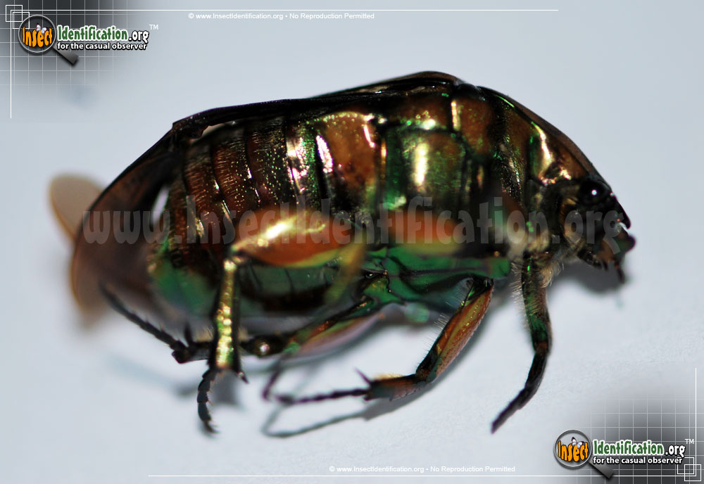 Full-sized image #11 of the Green-June-Beetle